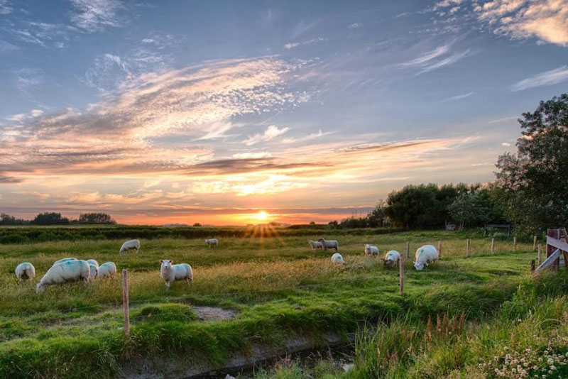 National Institute of Food and Agriculture Beginning Farmer and Rancher Development Program